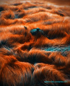 petemcnally_grass_blog