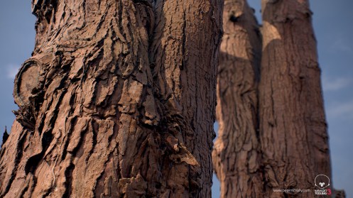 petemcnally_3Dscan_treebark02